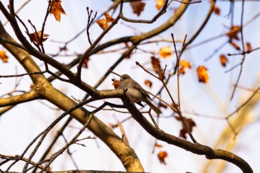 Fotoğraf çekildiğinde küçük sevimli siyah gözlü junco ağaca tünemişti. Küçük sevimli kuş kışın bir işaretidir ve genellikle kar kuşu olarak adlandırılır. Dalların her tarafında kahverengi yapraklar var..