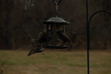 Sığırcıkların istilası için çok güzel bir manzara. Bu istilacı türler bir araya gelirler ve gördükleri her şeyi yerler. Kuşlar kanatları açık uçuyorlar. Herkes yemeye çalışıyor..