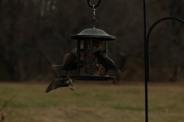 Sığırcıkların istilası için çok güzel bir manzara. Bu istilacı türler bir araya gelirler ve gördükleri her şeyi yerler. Kuşlar kanatları açık uçuyorlar. Herkes yemeye çalışıyor..