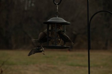 Sığırcıkların istilası için çok güzel bir manzara. Bu istilacı türler bir araya gelirler ve gördükleri her şeyi yerler. Kuşlar kanatları açık uçuyorlar. Herkes yemeye çalışıyor..