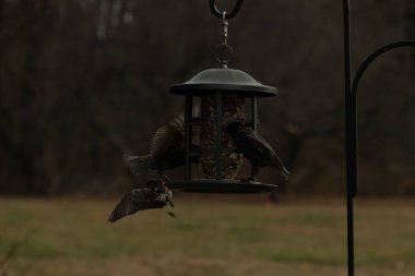 Sığırcıkların istilası için çok güzel bir manzara. Bu istilacı türler bir araya gelirler ve gördükleri her şeyi yerler. Kuşlar kanatları açık uçuyorlar. Herkes yemeye çalışıyor..