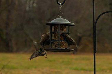 Sığırcıkların istilası için çok güzel bir manzara. Bu istilacı türler bir araya gelirler ve gördükleri her şeyi yerler. Kuşlar kanatları açık uçuyorlar. Herkes yemeye çalışıyor..