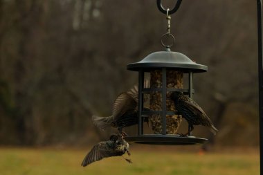 Sığırcıkların istilası için çok güzel bir manzara. Bu istilacı türler bir araya gelirler ve gördükleri her şeyi yerler. Kuşlar kanatları açık uçuyorlar. Herkes yemeye çalışıyor..