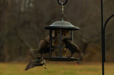 Sığırcıkların istilası için çok güzel bir manzara. Bu istilacı türler bir araya gelirler ve gördükleri her şeyi yerler. Kuşlar kanatları açık uçuyorlar. Herkes yemeye çalışıyor..