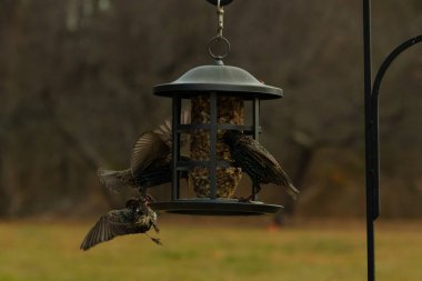 Sığırcıkların istilası için çok güzel bir manzara. Bu istilacı türler bir araya gelirler ve gördükleri her şeyi yerler. Kuşlar kanatları açık uçuyorlar. Herkes yemeye çalışıyor..