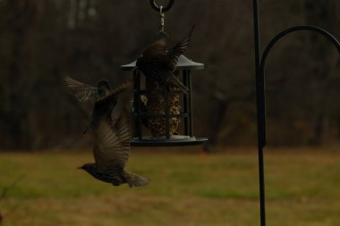 Sığırcıkların istilası için çok güzel bir manzara. Bu istilacı türler bir araya gelirler ve gördükleri her şeyi yerler. Kuşlar kanatları açık uçuyorlar. Herkes yemeye çalışıyor..
