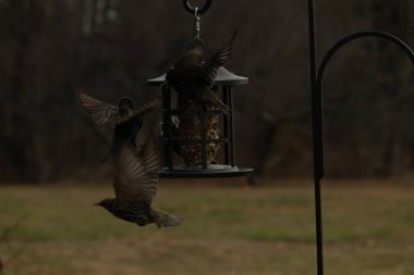 Sığırcıkların istilası için çok güzel bir manzara. Bu istilacı türler bir araya gelirler ve gördükleri her şeyi yerler. Kuşlar kanatları açık uçuyorlar. Herkes yemeye çalışıyor..