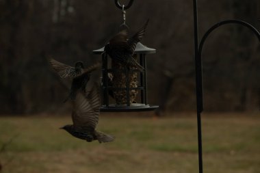 Sığırcıkların istilası için çok güzel bir manzara. Bu istilacı türler bir araya gelirler ve gördükleri her şeyi yerler. Kuşlar kanatları açık uçuyorlar. Herkes yemeye çalışıyor..