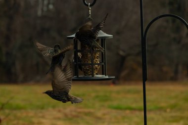 Sığırcıkların istilası için çok güzel bir manzara. Bu istilacı türler bir araya gelirler ve gördükleri her şeyi yerler. Kuşlar kanatları açık uçuyorlar. Herkes yemeye çalışıyor..