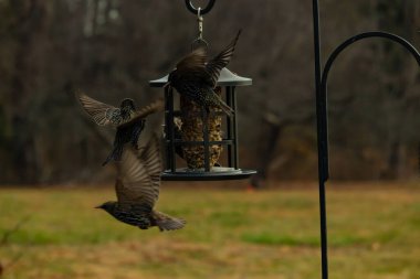 Sığırcıkların istilası için çok güzel bir manzara. Bu istilacı türler bir araya gelirler ve gördükleri her şeyi yerler. Kuşlar kanatları açık uçuyorlar. Herkes yemeye çalışıyor..