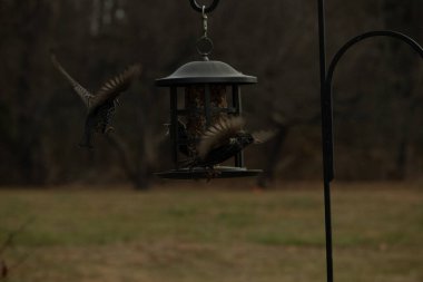 Sığırcıkların istilası için çok güzel bir manzara. Bu istilacı türler bir araya gelirler ve gördükleri her şeyi yerler. Kuşlar kanatları açık uçuyorlar. Herkes yemeye çalışıyor..