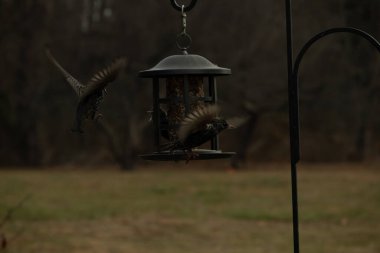 Sığırcıkların istilası için çok güzel bir manzara. Bu istilacı türler bir araya gelirler ve gördükleri her şeyi yerler. Kuşlar kanatları açık uçuyorlar. Herkes yemeye çalışıyor..
