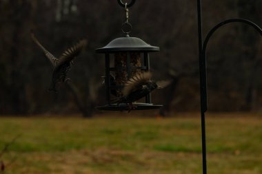 Sığırcıkların istilası için çok güzel bir manzara. Bu istilacı türler bir araya gelirler ve gördükleri her şeyi yerler. Kuşlar kanatları açık uçuyorlar. Herkes yemeye çalışıyor..
