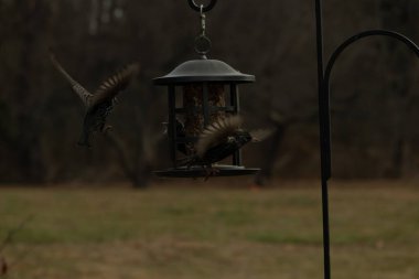 Sığırcıkların istilası için çok güzel bir manzara. Bu istilacı türler bir araya gelirler ve gördükleri her şeyi yerler. Kuşlar kanatları açık uçuyorlar. Herkes yemeye çalışıyor..
