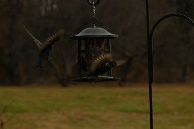 Sığırcıkların istilası için çok güzel bir manzara. Bu istilacı türler bir araya gelirler ve gördükleri her şeyi yerler. Kuşlar kanatları açık uçuyorlar. Herkes yemeye çalışıyor..