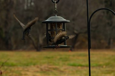 Sığırcıkların istilası için çok güzel bir manzara. Bu istilacı türler bir araya gelirler ve gördükleri her şeyi yerler. Kuşlar kanatları açık uçuyorlar. Herkes yemeye çalışıyor..