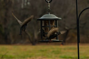 Sığırcıkların istilası için çok güzel bir manzara. Bu istilacı türler bir araya gelirler ve gördükleri her şeyi yerler. Kuşlar kanatları açık uçuyorlar. Herkes yemeye çalışıyor..