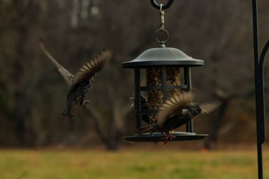 Sığırcıkların istilası için çok güzel bir manzara. Bu istilacı türler bir araya gelirler ve gördükleri her şeyi yerler. Kuşlar kanatları açık uçuyorlar. Herkes yemeye çalışıyor..