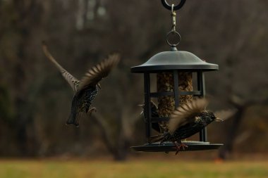 Sığırcıkların istilası için çok güzel bir manzara. Bu istilacı türler bir araya gelirler ve gördükleri her şeyi yerler. Kuşlar kanatları açık uçuyorlar. Herkes yemeye çalışıyor..