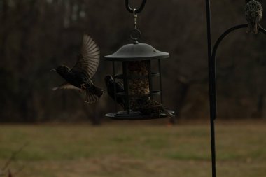 Sığırcıkların istilası için çok güzel bir manzara. Bu istilacı türler bir araya gelirler ve gördükleri her şeyi yerler. Kuşlar kanatları açık uçuyorlar. Herkes yemeye çalışıyor..