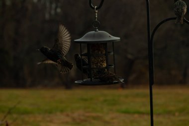 Sığırcıkların istilası için çok güzel bir manzara. Bu istilacı türler bir araya gelirler ve gördükleri her şeyi yerler. Kuşlar kanatları açık uçuyorlar. Herkes yemeye çalışıyor..