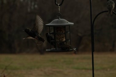 Sığırcıkların istilası için çok güzel bir manzara. Bu istilacı türler bir araya gelirler ve gördükleri her şeyi yerler. Kuşlar kanatları açık uçuyorlar. Herkes yemeye çalışıyor..