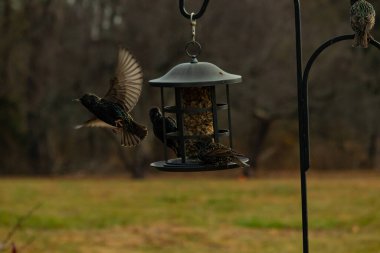Sığırcıkların istilası için çok güzel bir manzara. Bu istilacı türler bir araya gelirler ve gördükleri her şeyi yerler. Kuşlar kanatları açık uçuyorlar. Herkes yemeye çalışıyor..