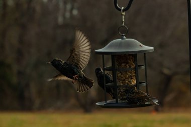 Sığırcıkların istilası için çok güzel bir manzara. Bu istilacı türler bir araya gelirler ve gördükleri her şeyi yerler. Kuşlar kanatları açık uçuyorlar. Herkes yemeye çalışıyor..