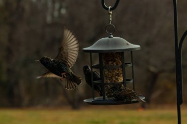 Sığırcıkların istilası için çok güzel bir manzara. Bu istilacı türler bir araya gelirler ve gördükleri her şeyi yerler. Kuşlar kanatları açık uçuyorlar. Herkes yemeye çalışıyor..
