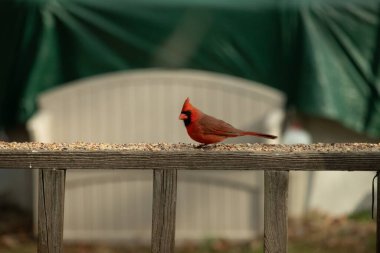 Bu güzel kardinal resim çekildiğinde kahverengi ahşap korkuluklara tünemişti. Parlak kırmızı renk erkek olduğunu gösteriyor. Kuş, etrafında kuşyemi ile ayakta duruyor..