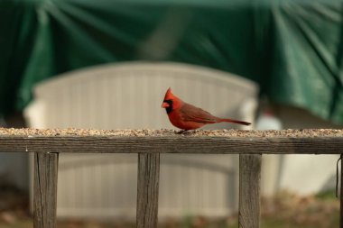 Bu güzel kardinal resim çekildiğinde kahverengi ahşap korkuluklara tünemişti. Parlak kırmızı renk erkek olduğunu gösteriyor. Kuş, etrafında kuşyemi ile ayakta duruyor..