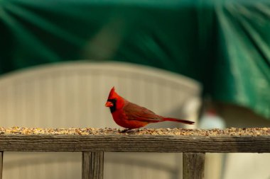 Bu güzel kardinal resim çekildiğinde kahverengi ahşap korkuluklara tünemişti. Parlak kırmızı renk erkek olduğunu gösteriyor. Kuş, etrafında kuşyemi ile ayakta duruyor..