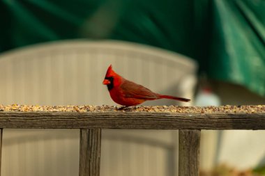 Bu güzel kardinal resim çekildiğinde kahverengi ahşap korkuluklara tünemişti. Parlak kırmızı renk erkek olduğunu gösteriyor. Kuş, etrafında kuşyemi ile ayakta duruyor..