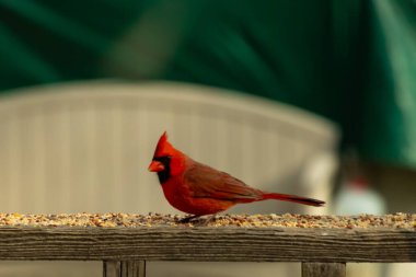 Bu güzel kardinal resim çekildiğinde kahverengi ahşap korkuluklara tünemişti. Parlak kırmızı renk erkek olduğunu gösteriyor. Kuş, etrafında kuşyemi ile ayakta duruyor..