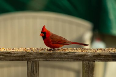 Bu güzel kardinal resim çekildiğinde kahverengi ahşap korkuluklara tünemişti. Parlak kırmızı renk erkek olduğunu gösteriyor. Kuş, etrafında kuşyemi ile ayakta duruyor..