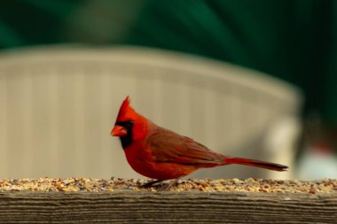 Bu güzel kardinal resim çekildiğinde kahverengi ahşap korkuluklara tünemişti. Parlak kırmızı renk erkek olduğunu gösteriyor. Kuş, etrafında kuşyemi ile ayakta duruyor..
