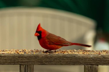 Bu güzel kardinal resim çekildiğinde kahverengi ahşap korkuluklara tünemişti. Parlak kırmızı renk erkek olduğunu gösteriyor. Kuş, etrafında kuşyemi ile ayakta duruyor..