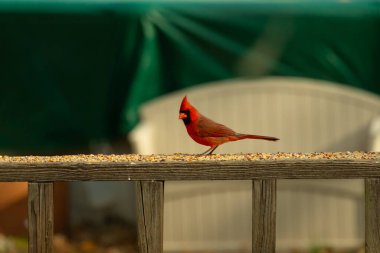 Bu güzel kardinal resim çekildiğinde kahverengi ahşap korkuluklara tünemişti. Parlak kırmızı renk erkek olduğunu gösteriyor. Kuş, etrafında kuşyemi ile ayakta duruyor..