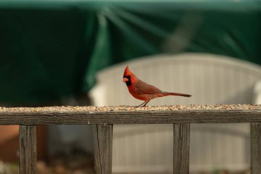 Bu güzel kardinal resim çekildiğinde kahverengi ahşap korkuluklara tünemişti. Parlak kırmızı renk erkek olduğunu gösteriyor. Kuş, etrafında kuşyemi ile ayakta duruyor..