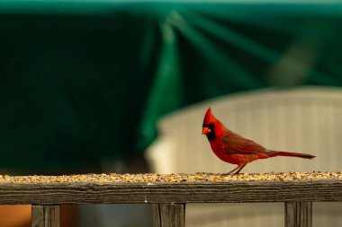 Bu güzel kardinal resim çekildiğinde kahverengi ahşap korkuluklara tünemişti. Parlak kırmızı renk erkek olduğunu gösteriyor. Kuş, etrafında kuşyemi ile ayakta duruyor..