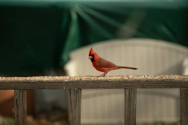 Bu güzel kardinal resim çekildiğinde kahverengi ahşap korkuluklara tünemişti. Parlak kırmızı renk erkek olduğunu gösteriyor. Kuş, etrafında kuşyemi ile ayakta duruyor..