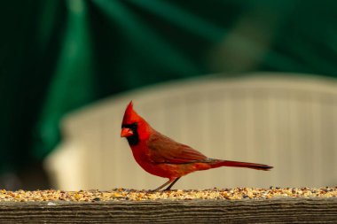 Bu güzel kardinal resim çekildiğinde kahverengi ahşap korkuluklara tünemişti. Parlak kırmızı renk erkek olduğunu gösteriyor. Kuş, etrafında kuşyemi ile ayakta duruyor..