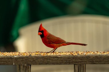 Bu güzel kardinal resim çekildiğinde kahverengi ahşap korkuluklara tünemişti. Parlak kırmızı renk erkek olduğunu gösteriyor. Kuş, etrafında kuşyemi ile ayakta duruyor..