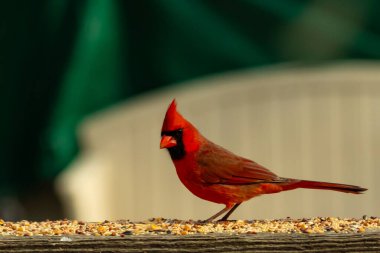 Bu güzel kardinal resim çekildiğinde kahverengi ahşap korkuluklara tünemişti. Parlak kırmızı renk erkek olduğunu gösteriyor. Kuş, etrafında kuşyemi ile ayakta duruyor..