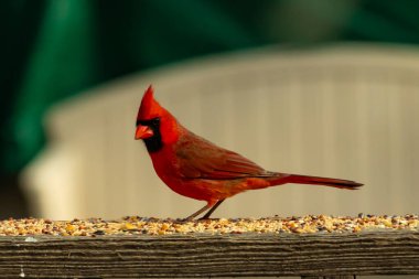 Bu güzel kardinal resim çekildiğinde kahverengi ahşap korkuluklara tünemişti. Parlak kırmızı renk erkek olduğunu gösteriyor. Kuş, etrafında kuşyemi ile ayakta duruyor..