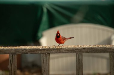 Bu güzel kardinal resim çekildiğinde kahverengi ahşap korkuluklara tünemişti. Parlak kırmızı renk erkek olduğunu gösteriyor. Kuş, etrafında kuşyemi ile ayakta duruyor..