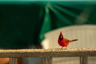 Bu güzel kardinal resim çekildiğinde kahverengi ahşap korkuluklara tünemişti. Parlak kırmızı renk erkek olduğunu gösteriyor. Kuş, etrafında kuşyemi ile ayakta duruyor..