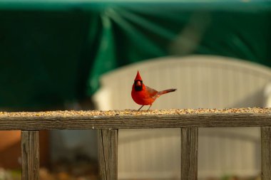 Bu güzel kardinal resim çekildiğinde kahverengi ahşap korkuluklara tünemişti. Parlak kırmızı renk erkek olduğunu gösteriyor. Kuş, etrafında kuşyemi ile ayakta duruyor..
