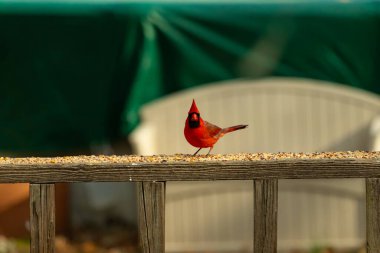 Bu güzel kardinal resim çekildiğinde kahverengi ahşap korkuluklara tünemişti. Parlak kırmızı renk erkek olduğunu gösteriyor. Kuş, etrafında kuşyemi ile ayakta duruyor..