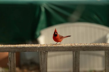 Bu güzel kardinal resim çekildiğinde kahverengi ahşap korkuluklara tünemişti. Parlak kırmızı renk erkek olduğunu gösteriyor. Kuş, etrafında kuşyemi ile ayakta duruyor..